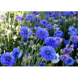 Васильки (Голландия) поштучно от 19 штук