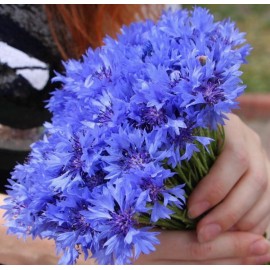 Васильки (Российские) в пучках от 5 пучков