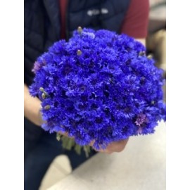 Васильки без повода 